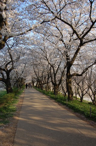 朱緋桜～約束の木の下で～