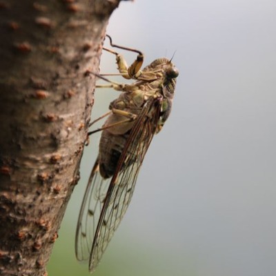 バイノーラル環境音素材 | ひぐらしの鳴き声 | ループ