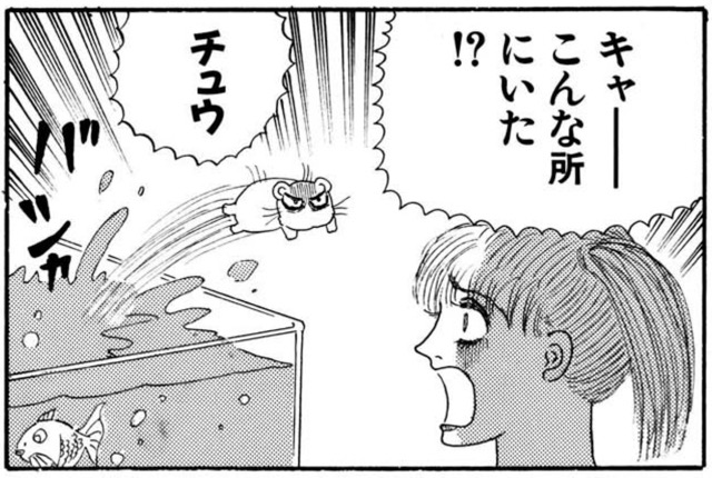 動画『ザ 忍者ハムスター！』