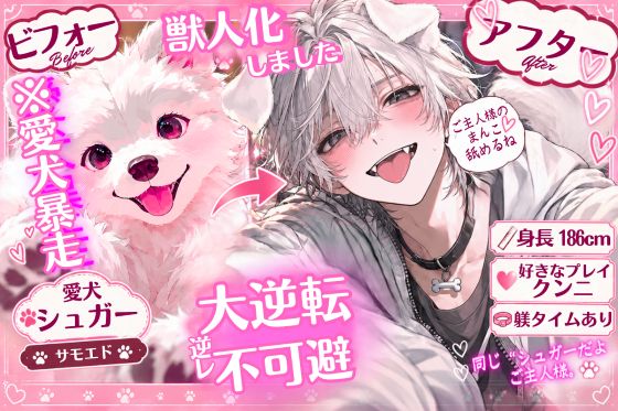 【⚠︎大逆転逆レイプ不可避】⚠︎身長186cmの獣人化【※愛犬暴走】したのでしっかり躾タイム♡クンニ大好き【サモエド】の発情期♡{{睡眠姦おまんこ舐めてると…}}